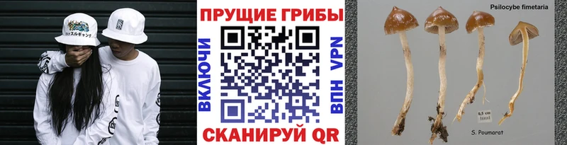 где можно купить   Хотьково  Псилоцибиновые грибы Cubensis 
